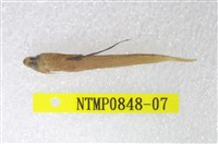 藏品(小骨鰧)的圖片